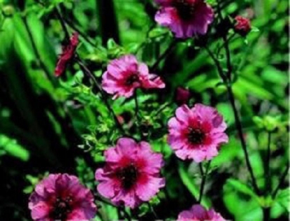 Picture of Potentilla - Miss Wilmott